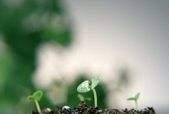 植物類原料生產(chǎn)碳粉以降低二氧化碳的排放